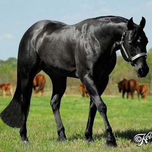 Meet your Posher, Ally